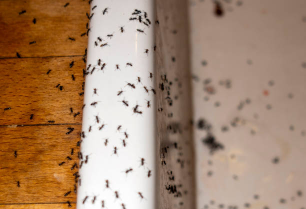 Best Best Pest Control Near Me  in Ucon, ID