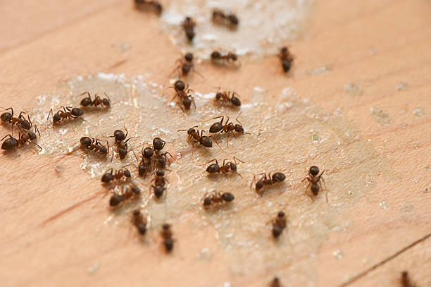 Reliable Ucon, ID Pest Control Solutions